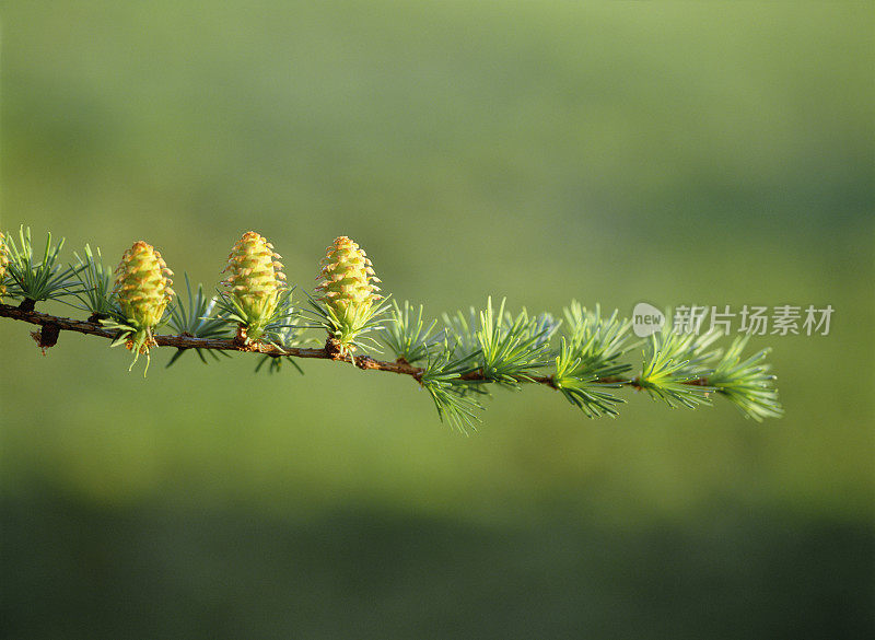 日本长野县Iiyama Calah pine的含苞待放的花朵